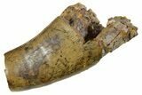 Partial Fossil Tyrannosaur (Nanotyrannus) Tooth - Montana #378485-1